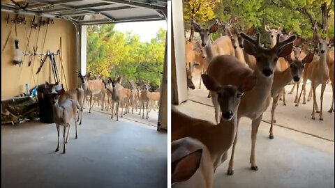 A herd of deer visiting