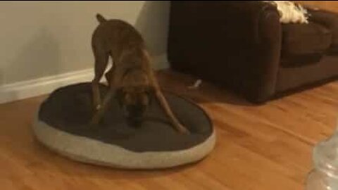 Dog has strange pre-nap ritual