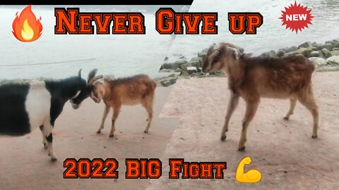 Never Give up 🔥 Big vs Small fight