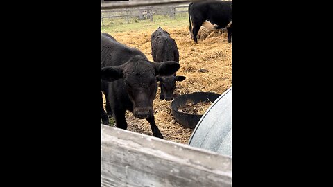 Calves come to see mama cat