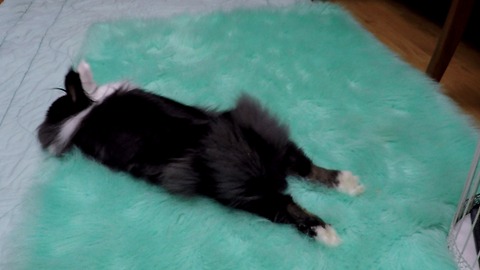 Rabbit sprawls out in front of fan to cool down