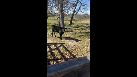 Baby cow following mama in