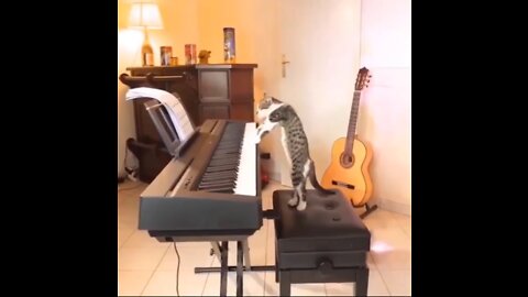 6 Most talented Cats in the World