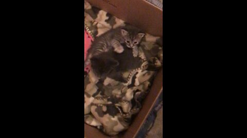 Days old kittens start to Wrestle￼