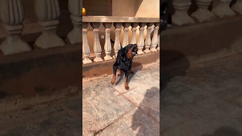 Rottweiler Barking Aggressively at stranger|| dog sound #shorts #dogbarking #dog #doglover ytshorts