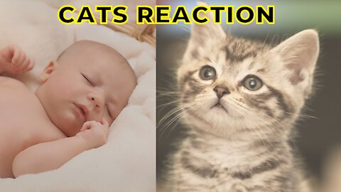 cat's reaction to new born babies