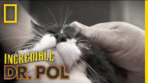 One Sly Cat | The Incredible Dr. Pol