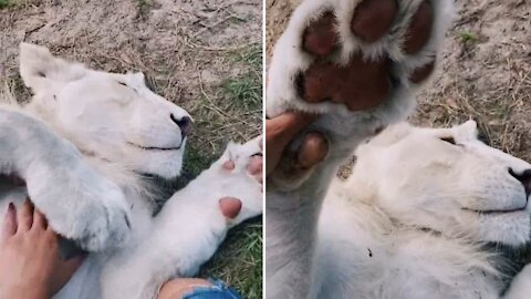 Adorable bond between a lion and a girl.