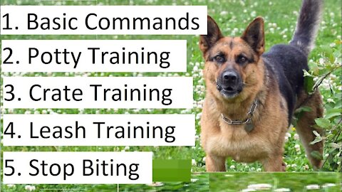 HOW TO TRAIN A AGGRESIVE DOG (ALL TYPES) DOG TRAINING 101