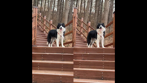 A cute border collie is going up the stairs.