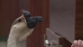 Goose gets 3-D printed bill