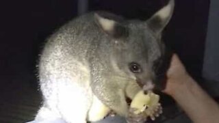 Possum returns and surprises with baby in pouch!