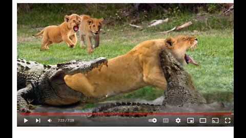 Strong Crocodiles Destroyed Lion and Leopard