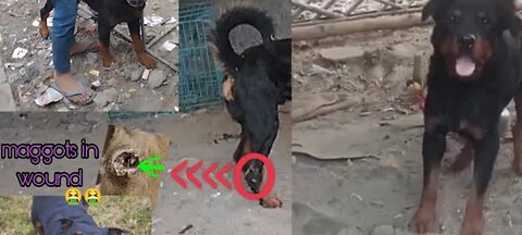 ROTTWEILER ADULT MALE DOG RESCUED BY OUR TEAM ✨❣️ @DoggyzWorld @DogsYourFriendsForever