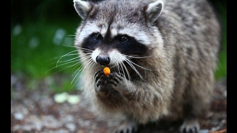 Gather the raccoons by playing the flute.