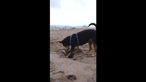 My dog ​​is digging in the sand of the beach and I think he is looking for something