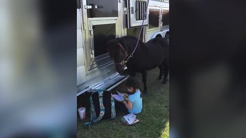 A Little Girl Reads A Book To A Horse