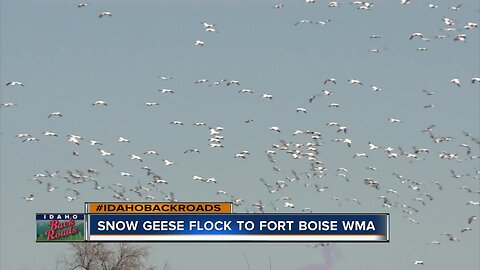 Snow Geese