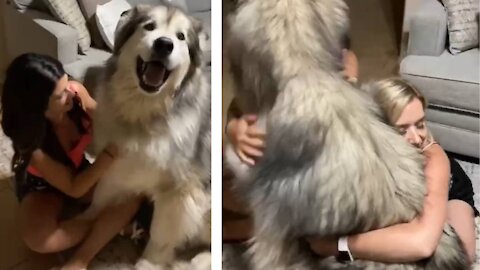 Huge Doggo loves to get attention fot the attractive girls!