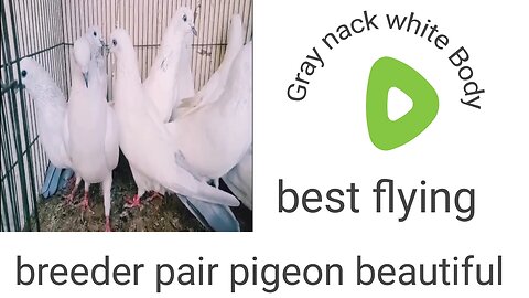 Gray breeder pair white Body beautiful pigeon