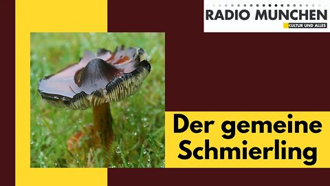 Pilzkunde - der gemeine Schmierling