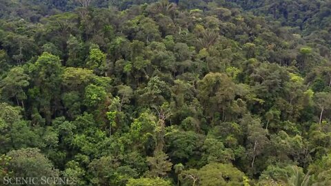 The world's largest tropical rainforest 18