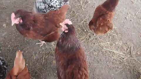 Homesteading! Morning chores in the hen house & solar lights are up & working great