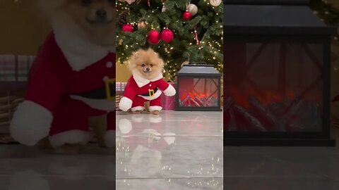 😂 cute dog video 😂, part 105 #shorts