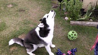 Sassy Huskies