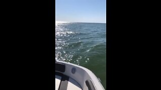 Boating with the Dolphins