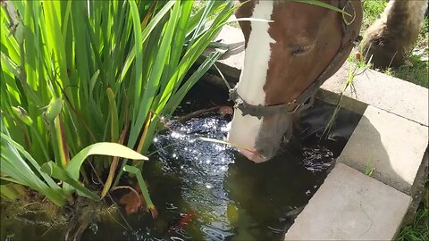 What A Retired Draft Horse Does All Day