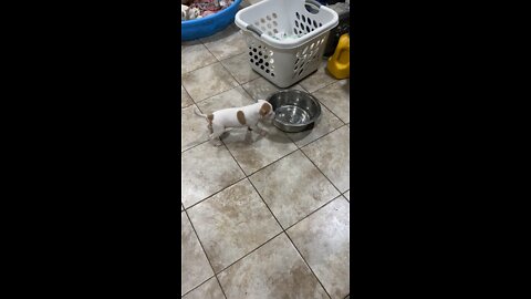 Puppy Working out young!