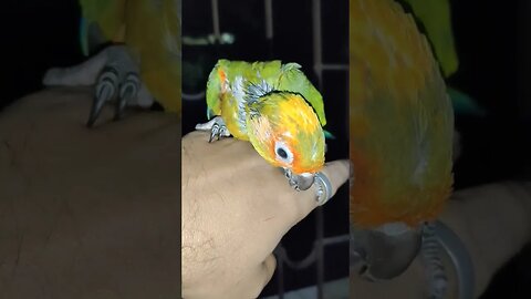 Tame Sun Conure l #shorts l #petcare l @BikisAviary