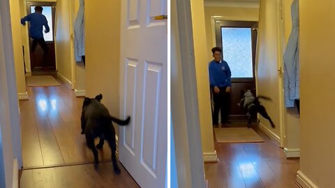 Playful Doggy Perfectly Imitates Kid's Jump Move