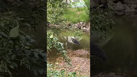 Amazing Great Blue Heron joins us while we are fishing. Beautiful nature