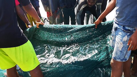 SOUTH AFRICA - Durban - Frenzy of sardine netting off Durban uShaka beach (Video) (DUp)