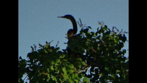 Filming Egret Nest Attacked By Yellow Jackets