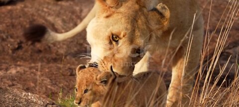 Slow motion footage of a wild lion