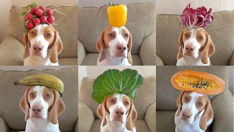 100 Fruits & Vegetables on Dog's Head in 100 Seconds