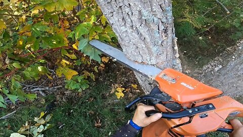 Felling a Dead Ash