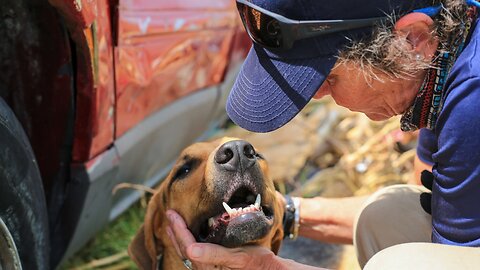 These Are The Volunteers Rescuing Dorian's Four-Legged Survivors