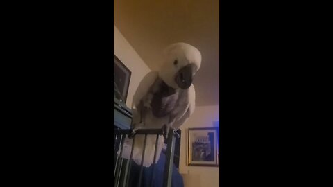 Funny bird videos