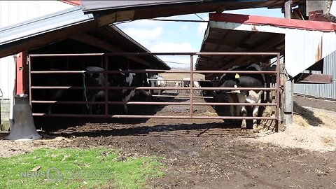 Dairy farmers deemed essential; small farms look to survive lockdown