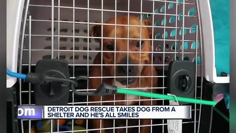 Stray dog goes from mopey mutt to smiling passenger in Detroit Dog Rescue van