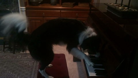 Precious Dog Loves Playing Piano