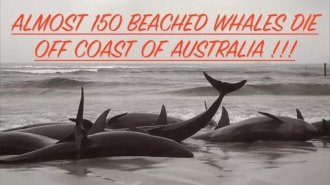 Almost 150 Beached Whales Die Off Coast of Australia, Was Sonar Involved?