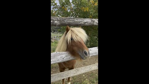 Super cute mini horse