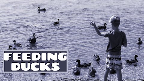 Feeding The Ducks At The Park | Feed Ducks | Kingdom of Awais