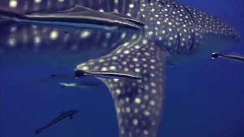 Whale Shark Video