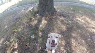 Labrador puppy meets two dogs